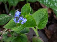 Brunnera macrophylla Klagshamnsvägen, Bunkeflostrand, Malmö, Skåne, Sweden 20200412_0050