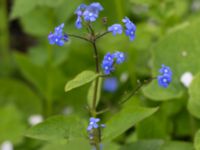 Brunnera macrophylla Nöbbelöv, Lund, Skåne, Sweden 20170515_0010