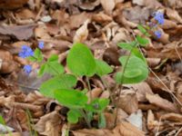 Brunnera macrophylla Ulricedal, Malmö, Skåne, Sweden 20210502_0075