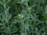 Buglossoides arvense var. arvense Marietorps allé 29, Malmö, Skåne, Sweden 20170618_0101