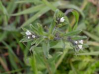 Buglossoides arvensis var. arvensis Dala, Bunkeflostrand, Malmö, Skåne, Sweden 20190508_0030