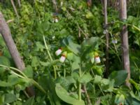 Cerinthe major 7.5 km NE Oualidia, Morocco 20180226_0021