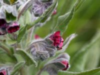 Cynoglossum officinale Borrebecke, Malmö, Skåne, Sweden 20150530_0050