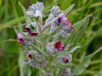 Cynoglossum officinale Borrebecke, Malmö, Skåne, Sweden 20150530_0052