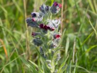 Cynoglossum officinale Kusartilleribacken, Maglarp, Trelleborg, Skåne, Sweden 20170603_0004