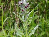 Cynoglossum officinale Lilla kalkbrottet, Klagshamns udde, Malmö, Skåne, Sweden 20160521_0168