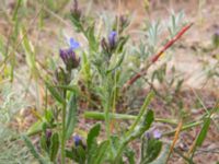 Echium parviflorum Valley 3.2 km NW Dalis Reservoir Tower, Chachuna, Kakheti, Georgia 20180427_3236