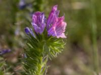 Echium plantagineum Mellandammen, Öresundsparken, Ribersborg, Malmö, Skåne, Sweden 20210728_0002