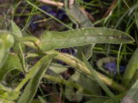 Echium plantagineum Mellandammen, Öresundsparken, Ribersborg, Malmö, Skåne, Sweden 20210728_0006