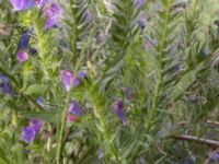 Echium plantagineum Mellandammen, Öresundsparken, Ribersborg, Malmö, Skåne, Sweden 20210728_0008