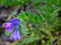 Echium plantagineum Svedala jorddeponi, Svedala, Skåne, Sweden 20231021_0045