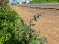 Echium vulgare 7.5 km NE Oualidia, Morocco 20180226_0026