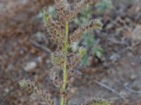 Echium vulgare Hällen, Dalbyvägen, Borgholm, Öland, Sweden 20180809_0203