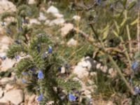 Echium vulgare Sveti Jure, Biokovo Nature Park, Biokovo Nature Park, Tucepi, Croatia 20170802_1466