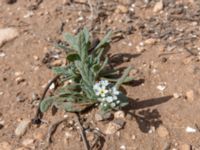Heliotropium erosum Cap Rihr, Morocco 20180225_0486
