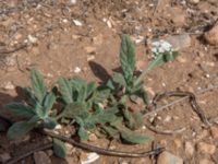 Heliotropium erosum Cap Rihr, Morocco 20180225_0487