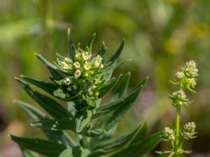 Lithospermum officinale - Common Gromwell - Stenfrö