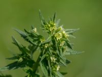 Lithospermum officinale Ödetomterna, Bunkeflo strandängar, Malmö, Skåne, Sweden 20180519_0042