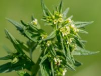 Lithospermum officinale Ödetomterna, Bunkeflo strandängar, Malmö, Skåne, Sweden 20180519_0043