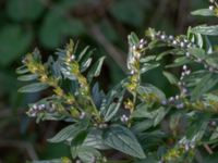 Lithospermum officinale Ödetomterna, Bunkeflo strandängar, Malmö, Skåne, Sweden 20181101_0009