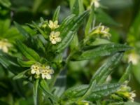 Lithospermum officinale Ödetomterna, Bunkeflo strandängar, Malmö, Skåne, Sweden 20190528_0031