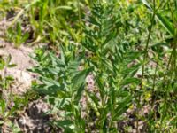 Lithospermum officinale Tveta vattenverk, Mörbylånga, Öland, Sweden 20150606_0047 (1)