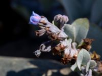 Mertensia maritima Ostronörtshägnet, Rörö, Öckerö, Bohuslän, Sweden 20190717_0070