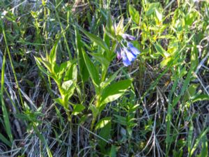 Mertensia paniculata - Tall Lungwort