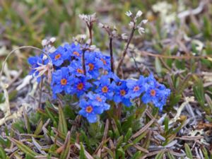 Myosotis alpestris - Alpine Forget-me-not - Alpförgätmigej