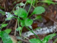 Myosotis arvensis Eket, Toarp, Malmö, Skåne, Sweden 20231113_0129