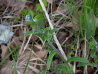 Myosotis arvensis Ribersborg, Malmö, Skåne, Sweden 20150510_0004