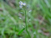 Myosotis arvensis Segeådalen, Toarp, Malmö, Skåne, Sweden 20240629_0063