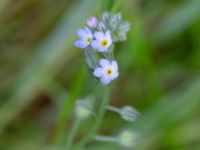 Myosotis arvensis Segeådalen, Toarp, Malmö, Skåne, Sweden 20240629_0065