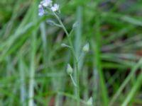 Myosotis arvensis Segeådalen, Toarp, Malmö, Skåne, Sweden 20240629_0066