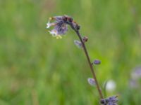 Myosotis discolor Malmödammen, Tygelsjö ängar, Malmö, Skåne, Sweden 20180512_0043