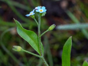 Myosotis laxa - Bay Forget-me-not - Sumpförgätmigej