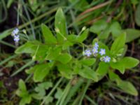 Myosotis laxa ssp. caespitosa Skanörs ljung, Falsterbohalvön, Vellinge, Skåne, Sweden 20160617_0297