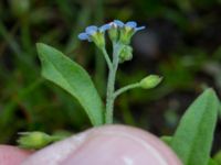 Myosotis laxa ssp. caespitosa Skanörs ljung, Falsterbohalvön, Vellinge, Skåne, Sweden 20160617_0298