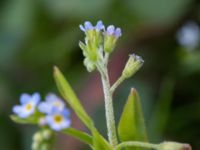 Myosotis laxa ssp. caespitosa Skanörs ljung, Falsterbohalvön, Vellinge, Skåne, Sweden 20170627_0062