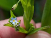 Myosotis laxa ssp. caespitosa Skanörs ljung, Falsterbohalvön, Vellinge, Skåne, Sweden 20170627_0063