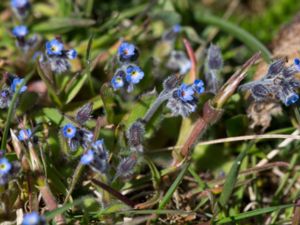 Myosotis ramosissima - Early Forget-me-not - Backförgätmigej