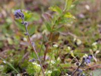 Myosotis ramosissima Östervärn, Malmö, Skåne, Sweden 20170513_0040