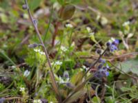 Myosotis ramosissima Östervärn, Malmö, Skåne, Sweden 20170513_0041