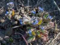 Myosotis ramosissima Hammars backar, Ystad, Skåne, Sweden 20190417_0005