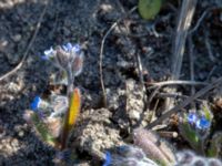 Myosotis ramosissima Hammars backar, Ystad, Skåne, Sweden 20190417_0006