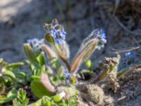 Myosotis ramosissima Hammars backar, Ystad, Skåne, Sweden 20190417_0012