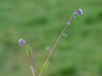 Myosotis ramosissima Ramsåsa, Tomelilla, Skåne, Sweden 20190501_0029