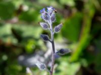 Myosotis ramosissima Reningsverket, Klagshamns udde, Malmö, Skåne, Sweden 20180504_0021