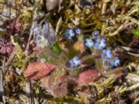 Myosotis ramosissima Sandheden, Klagshamns udde, Malmö, Skåne, Sweden 20230422_0063