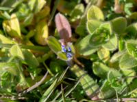 Myosotis ramosissima Väderögatan, Malmö, Skåne, Sweden 20190417_0096